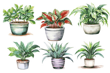 Obraz premium Clipart collection of houseplants in pots on a transparent background, watercolor design elements