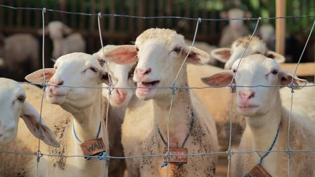 Some sheep stand behind a wire fence and look at the camera in a traditional enclosure on a rural farm in East Java, Indonesia..