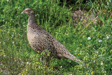 Female Pheasant