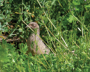 Female Pheasant