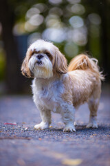 shih tzu dog in the park in summer