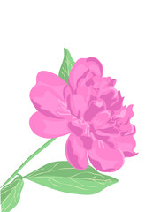 Peonies art vector illustration isolated on white. Flower colorful  sketch. Hand drawn design