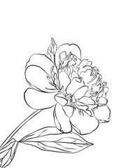 Peonies line art vector illustration isolated on white. Flower black ink sketch. Hand drawn design