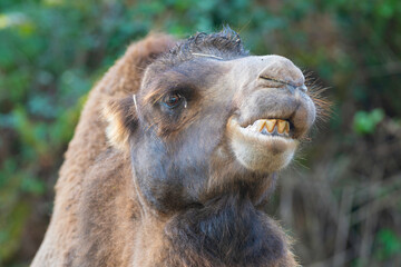 cabeza de un camello con el fondo desenfocado