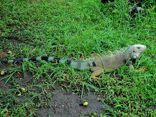 IGUANA GRANDE, CARTAGENA, COLOMBIA