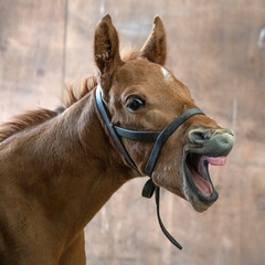 A young foal with laughing expression