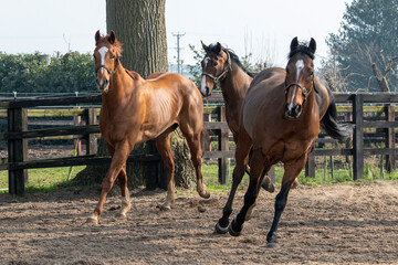 Thoroughbred racehorses enjoying turnout