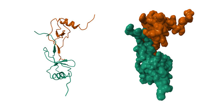 Structure of the monocyte chemoattractant protein-1 (MCP-1) dimer. 3D cartoon and Gaussian surface models, chain id color scheme, PDB 1don