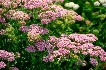 Close up image of little pink flowers in the park with green background.