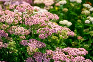 Close up image of little pink flowers in the park with green background.