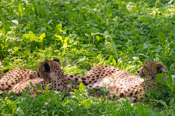 dos leopardos tumbados en una pradera verde