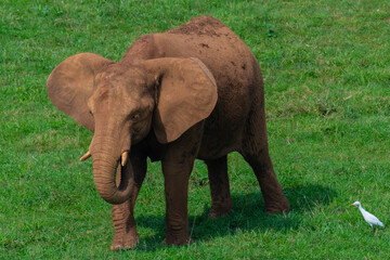 elefante africano en una pradera verde