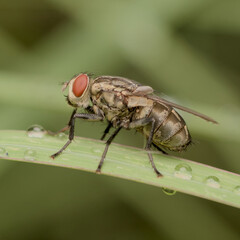 fly in a green background