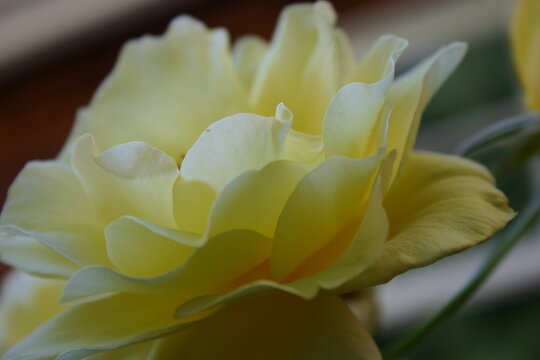 Soft Flower © Nile