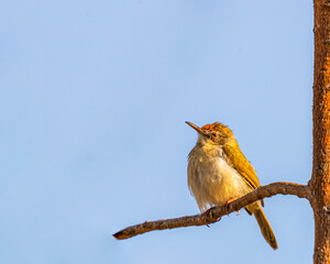 A Tailor bird