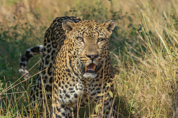 leopard in the grass