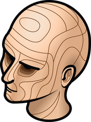 A woman's head with contour lines dividing her head into areas.