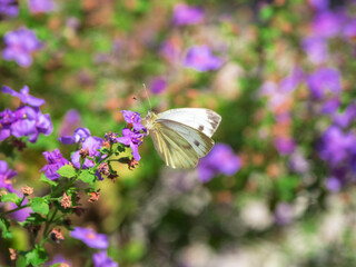 Summer bright background with butterfly and flower. Mesmerizing Cabbage White butterfly feeding nectar from a purple flower.