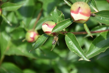 red rosebud with bee