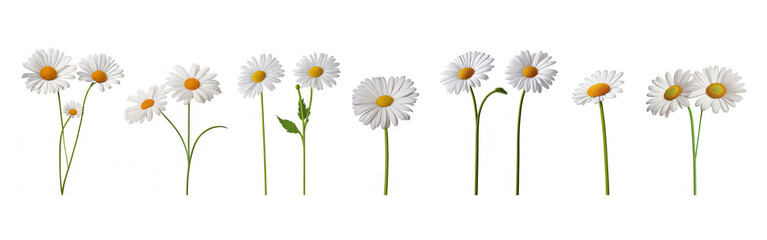 Daisies Isolated on White Background - Fresh and Delicate Floral Beauty