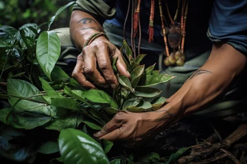 Foto op Plexiglas Shaman in Peru picking up Ayahuasca plants. Traditional plant medicine used in religious and shamanic rituals in the amazon rainforest. © Jasmina