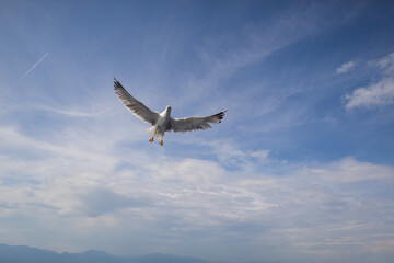 Seagull - Larus marinus flies through the air with outstretched wings. Blue sky. The harbor in the background.