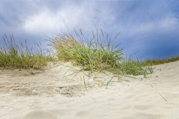 Fototapeta na wymiar Gras on the sand dunes close to the Northern Sea