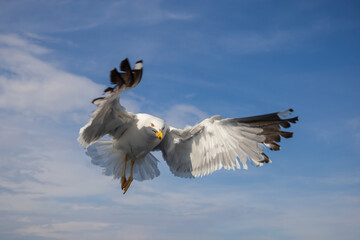 Seagull - Larus marinus flies through the air with outstretched wings. Blue sky. The harbor in the background.