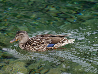 Kaczki krzyzówki na jeziorze górskim Zielone Pleso. Słowacja. © Tomasz