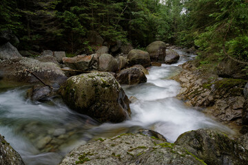 Górska rzeka w Tatrach Słowackich na tle zielonych drzew.