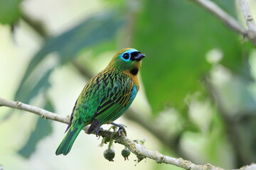 blue and yellow bird
