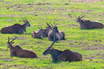 manada de elands tumbados en una pradera verde
