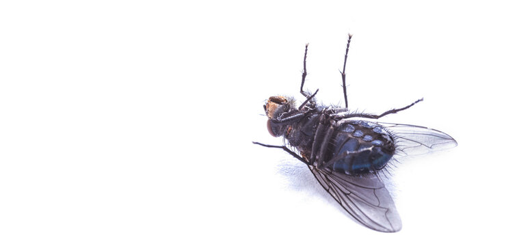 A dead fly on a white background. The insect is a pest. Copy space.