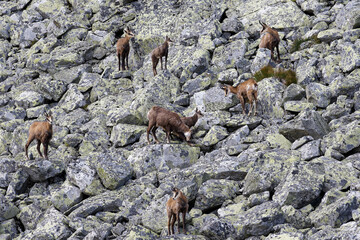 Tatry Słowackie. Kozice spotkane przy jeziorze Batizowskim. © Tomasz