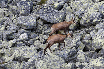 Tatry Słowackie. Kozice spotkane przy jeziorze Batizowskim. © Tomasz