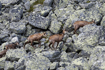 Tatry Słowackie. Kozice spotkane przy jeziorze Batizowskim. © Tomasz