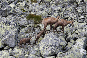 Tatry Słowackie. Kozice spotkane przy jeziorze Batizowskim. © Tomasz