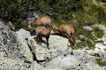 Tatry Słowackie. Kozice spotkane przy jeziorze Batizowskim. © Tomasz