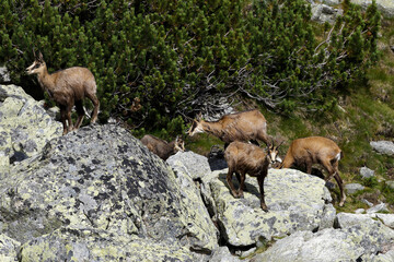 Tatry Słowackie. Kozice spotkane przy jeziorze Batizowskim. © Tomasz