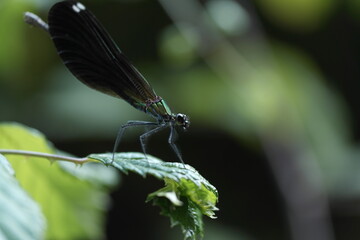 dragonfly on a leaf