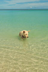 Chaweng beach, Koh Samui, Thailand - 09 September 2023. Dog on the sand beach watch at sea scape,...