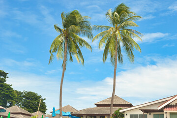 Nha Trang city, Vietnam - October 17, 2023 : overlooking the beautiful coast of Nha Trang with palm...