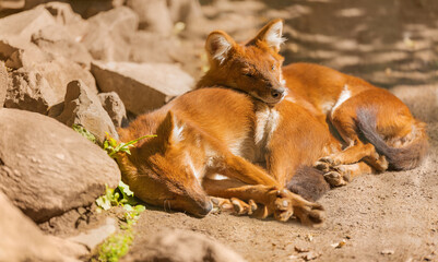 Indian Dhole , Wild dog, family, a couple of two red dogs sleep under stones in nature. Cuon alpinus - canid native. Endangered animal species, conservation and protection of animals