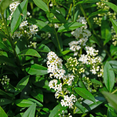 Blühender Liguster, Ligustrum, im Frühsommer