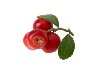 Red ripe lingonberry with leaves on white background.