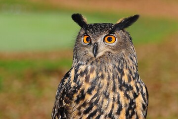 eagle owl portrait