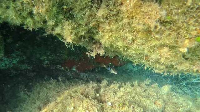 Fish in the sea of Sardinia