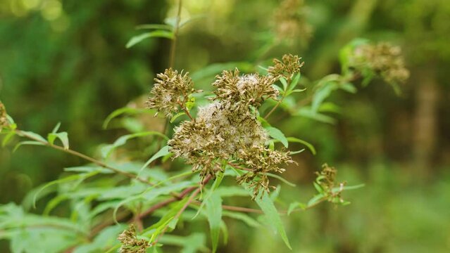 Blossoming wild hemp agrimony (Eupatorium cannabinum) flowers in wildlife