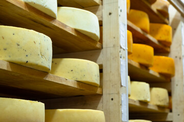 Round cheese heads in the cheese factory lie on the shelves of the racks in the storage for...