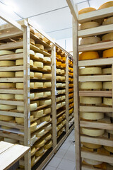 Round cheese heads in the cheese factory lie on the shelves of the racks in the storage for...